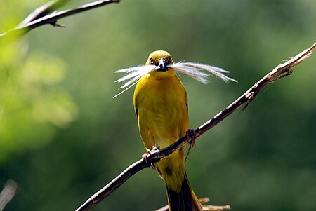 Holub's Golden-weaver.jpg