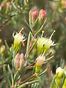 Flores de Homoranthus biflorus.jpg