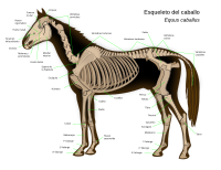 Equus Caballus