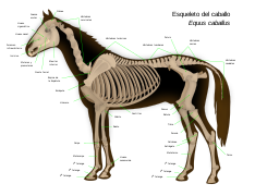 Horse anatomy-es.svg
