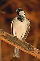 House Sparrow Male, Andhra Pradesh, India.jpg