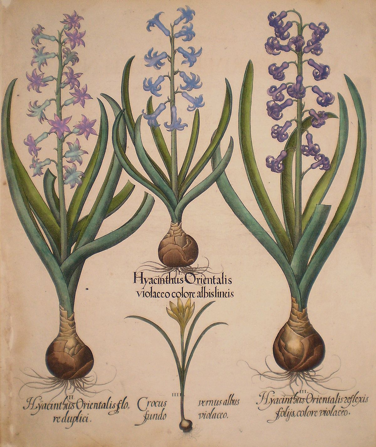File:Hyacinthus orientalis floreduplici-Hyacinthus orientalis 