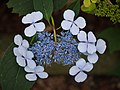 Hydrangea serrata 'Blue Billow', Hortensja piłkowana 'Blue Billow', 2016-07-23