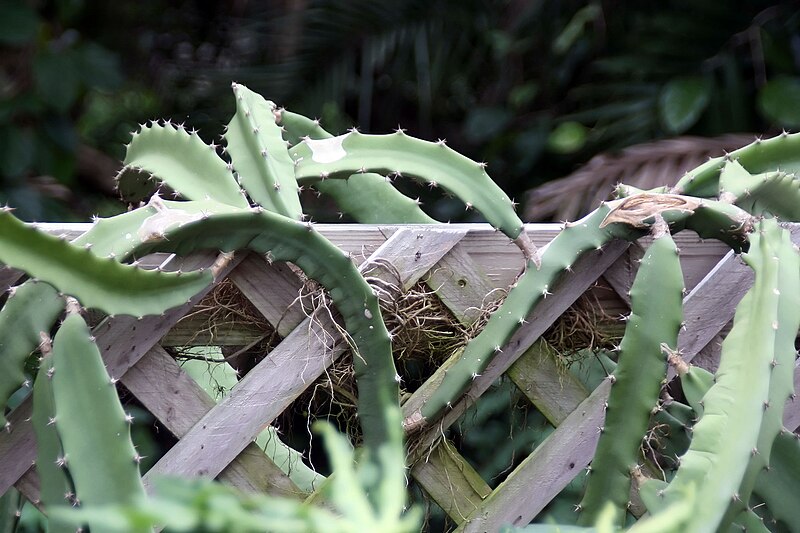 File:Hylocereus polyrhizus 1zz.jpg