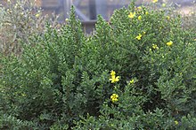 Hypericum aegypticum in the Gothenburg Botanical Garden Hypericum aegypticum GotBot 2015 003.jpg