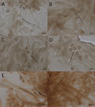 <i>Hypochnus</i> Genus of fungi