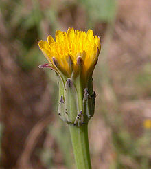 Пазник (растение) — Википедия