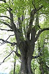 Summer linden (Tilia platyphyllos)