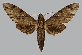 Ihlegramma ihlei