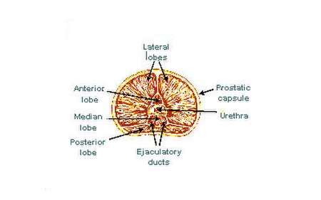 ไฟล์:Illu prostate lobes.jpg