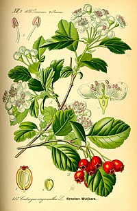 Illustration_Crataegus_laevigata0.jpg