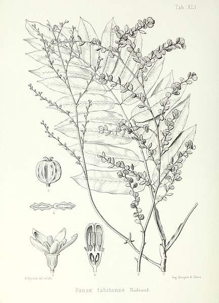File:Illustrationes florae insularum Maris Pacifici (15752772437).jpg