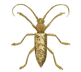 <i>Enaphalodes atomarius</i> Species of beetle