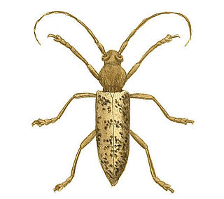 Enaphalodes atomarius