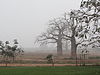 Imbondeiro (Baobab) im Kacimbo-Nebel