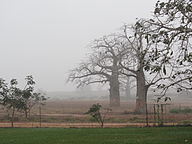 Tree of Angolanese State