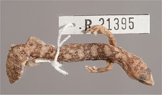 <i>Diplodactylus barraganae</i>