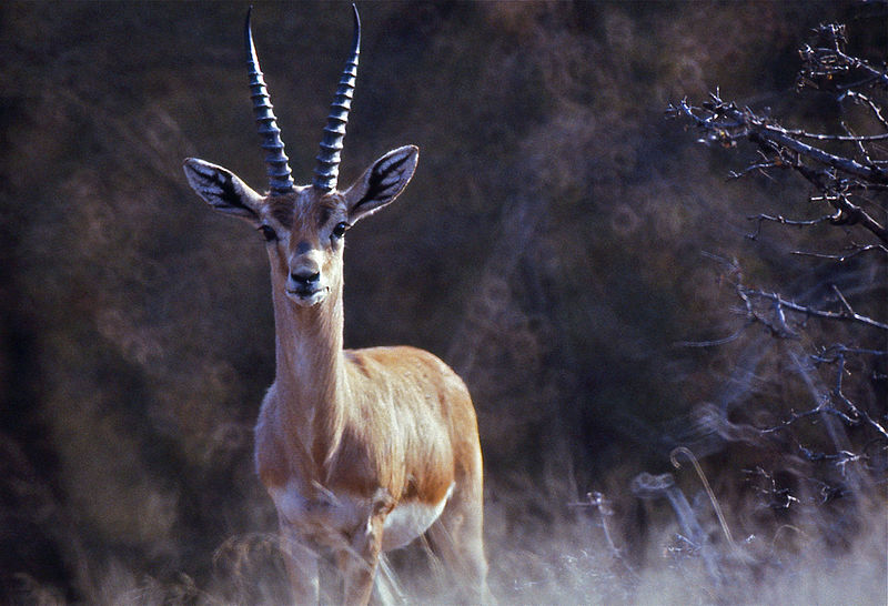 File:Indian Gazelle (Gazella bennettii) (19726669764).jpg