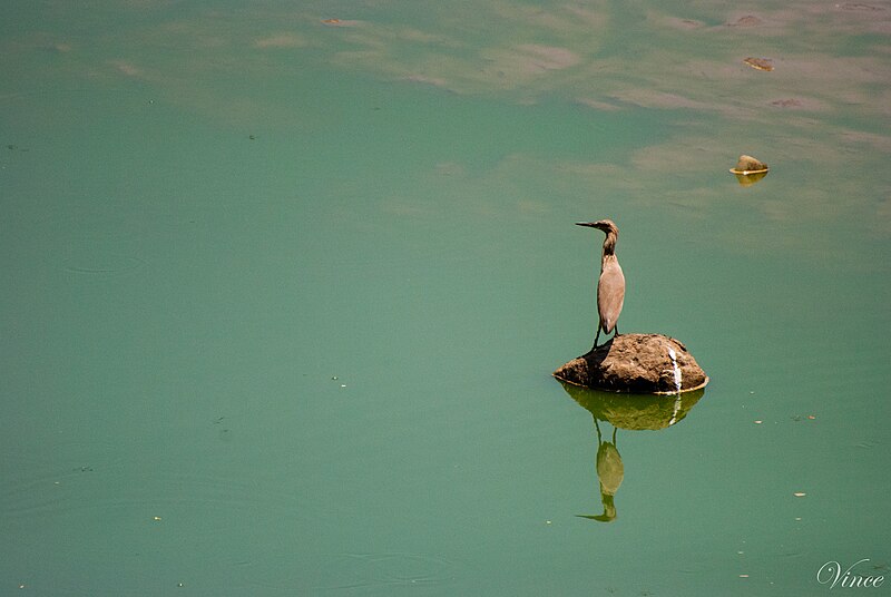 File:Indian Pond Heron Reflection.jpg