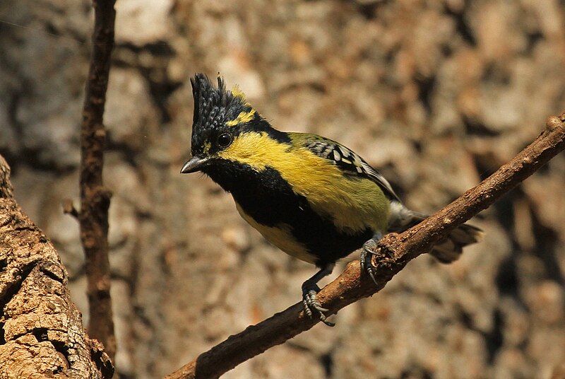 File:Indian Yellow tit -David Raju.jpg