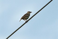 Indochinese Bushlark - Thailand S4E5419 (16760003590).jpg