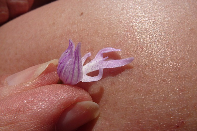 File:Ingrina - naked man orchid (13482995254).jpg