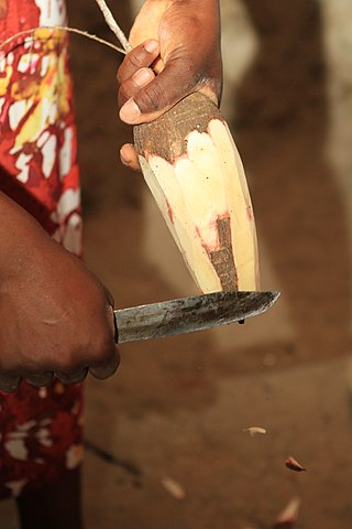 <span class="mw-page-title-main">Couac</span> Flour made from cassava root