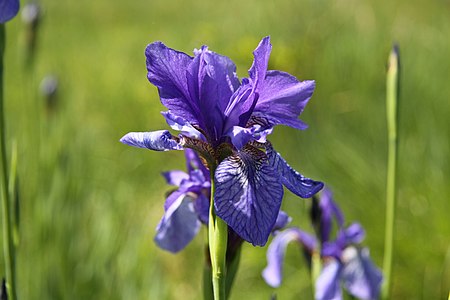 Iris sibirica in natural monument Novoveska draha, Czech Republic