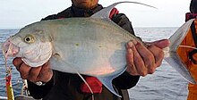 Anglers catch of island trevally Island trevally solomons.jpg