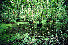 Sumpf im Nationalpark Jasmund