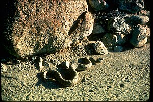 Joshua Tree National Park JOTR3532.jpg