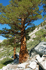 Tree, Kings Canyon National Park, California