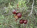 Juniperus phoenicea 4.JPG
