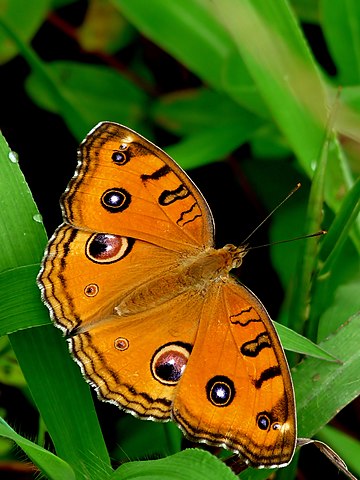 Junonia almana