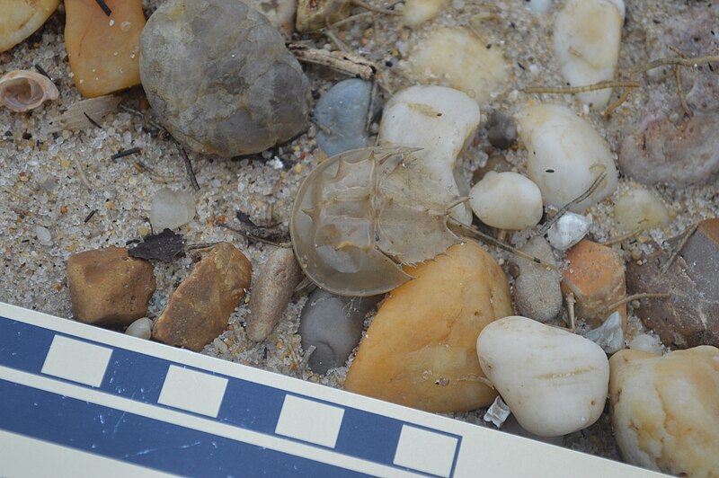 File:Juvenile horseshoe crab molt.jpg