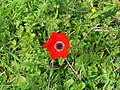 * Nomination Anomena Coronaria (Kalanit) MathKnight 17:33, 30 October 2007 (UTC) * Decline Nice colurs, but the flower itself is very overexposed in the red channel, which makes it impossible to see details in the petals. Also the focal plane seems to be on the green BG instead of the flower. If the subject is the flower it should cover a larger fraction of the photo. The centered composition is not so interesting. Try to combine the flower with another element and place the subjects off-center (rule of thirds). -- Slaunger 21:49, 30 October 2007 (UTC)