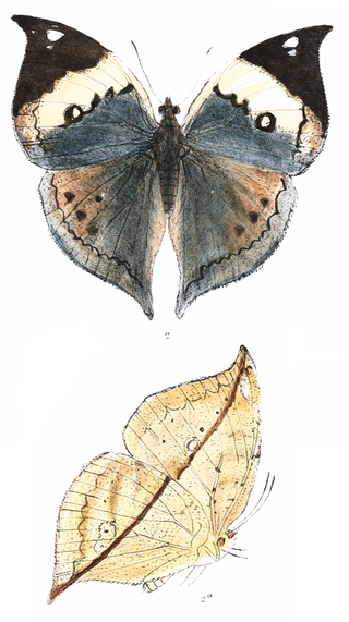 <i>Kallima albofasciata</i> Species of butterfly