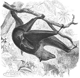 Kalonq (Pteropus vampyrus)