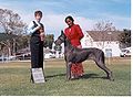 Great Dane at a dog show