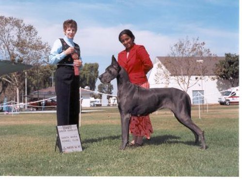 Winning dogs are awarded prizes by the judge.