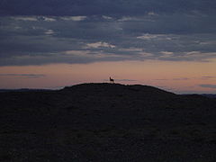 南戈壁的蒙古野驴
