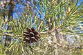 * Nomination Pine cone near the Marienberg Schoenstatt center --Plozessor 05:53, 6 January 2024 (UTC) * Promotion  Support Good quality. --GoldenArtists 16:43, 6 January 2024 (UTC)