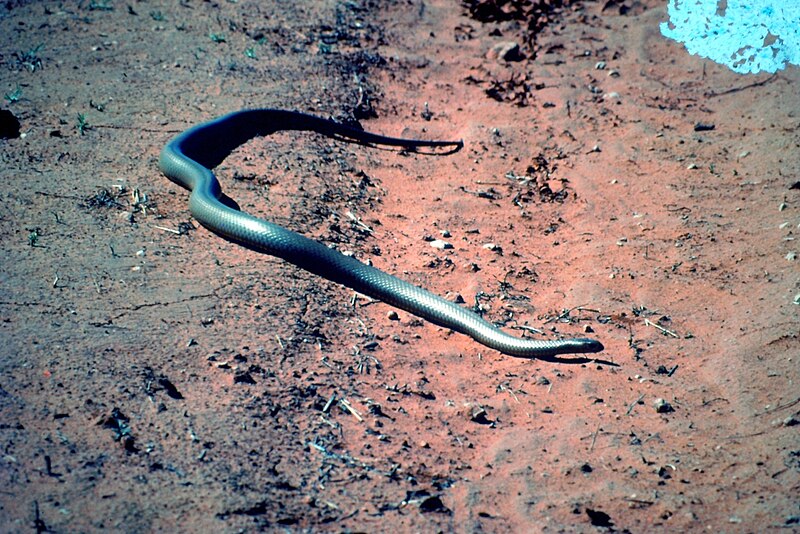 File:King Brown Snake on roadside near Tiboobura.jpg