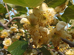 Kiwi male flowers 3.JPG