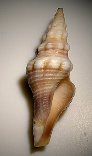 <i>Knefastia funiculata</i> species of mollusc
