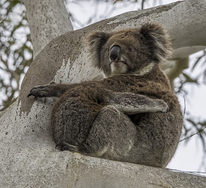 File:Koalas (Phascolarctos cinereus) female and joey Mount Lofty 2.jpg