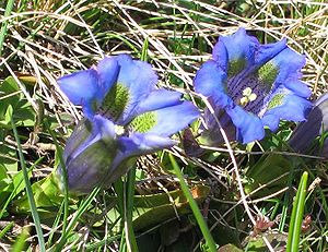 Kochscher Enzian: Beschreibung, Unterscheidung  von Gentiana acaulis und Gentiana clusii, Ökologie und Phänologie