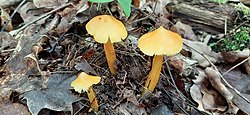 Kollane vesinutt Hygrocybe acutoconica