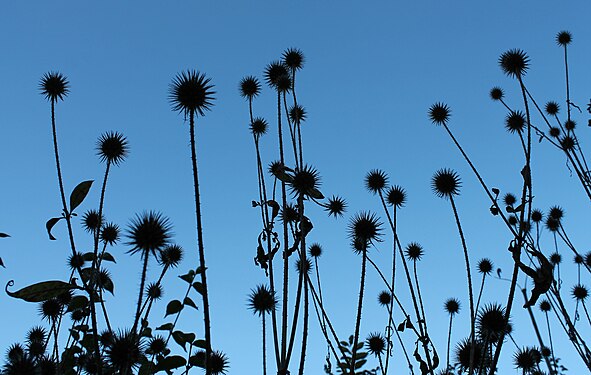 Globe Thistles