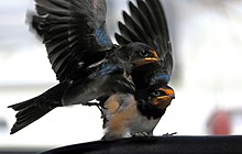 Juveniles waiting for food Ladusvala (Hirundo rustica) - Ystad-2021.jpg